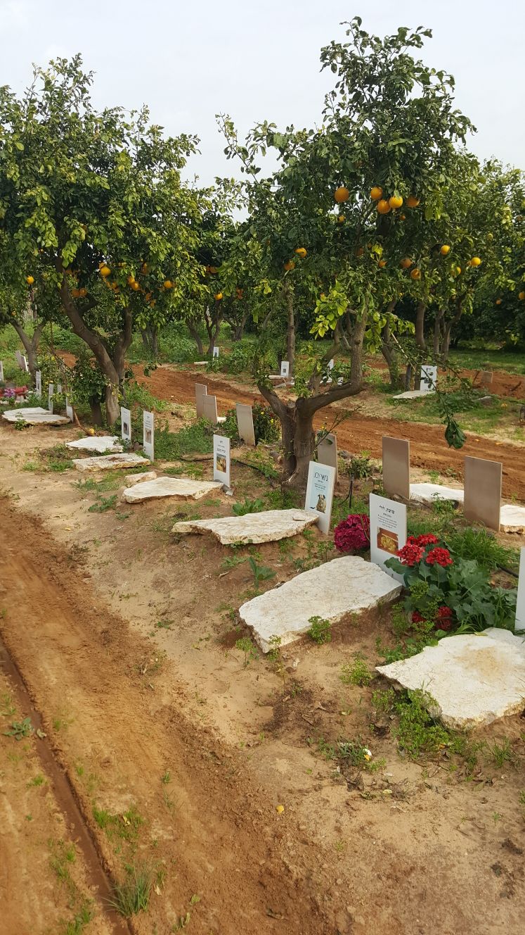 קבורת כלבים וחתולים בבית קברות לחיות